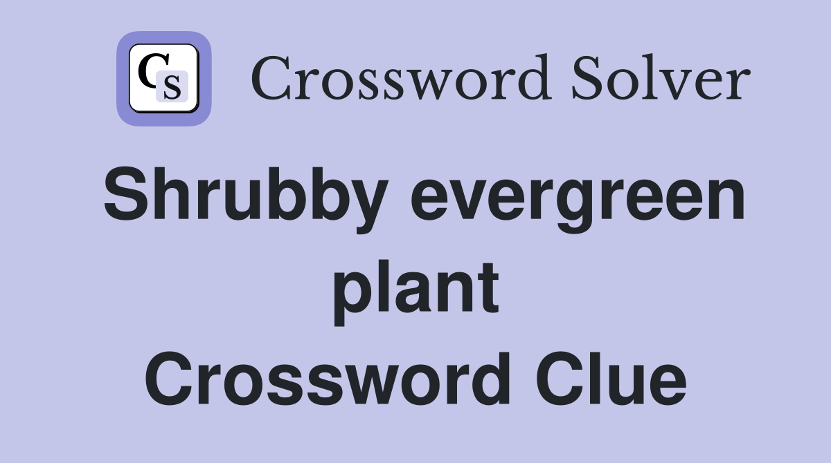 Shrubby evergreen plant Crossword Clue Answers Crossword Solver